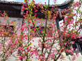 春意盎然的中国阳明文化园！